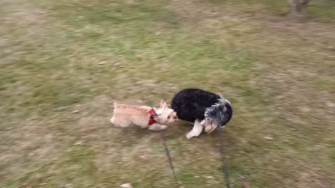 Two Cute Dogs Running And Playing Super Fast