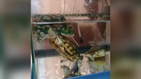My turtles