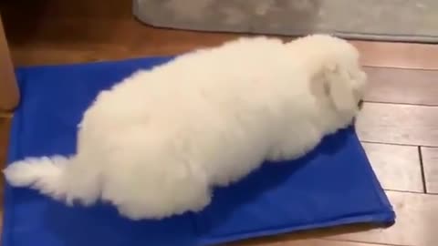 Dog loves cooling pad - Cool Dog