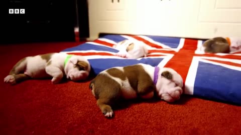 Newborn Puppies Snuggle Up To Mum | Wonderful World of Puppies | BBC Earth