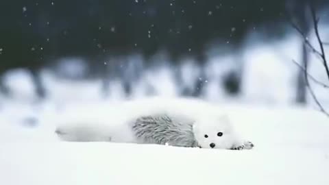 Beautiful snow-white arctic fox bathes in the snow