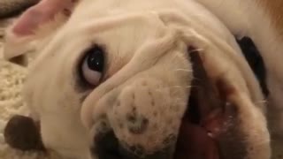 Spoiled bulldog puppy back talks his owner