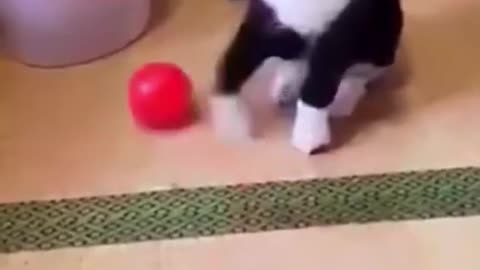 SOO FUNNY - FUNNY ANIMALS - CUTE ANIMAL VIDEOS #animals #pet #shorts