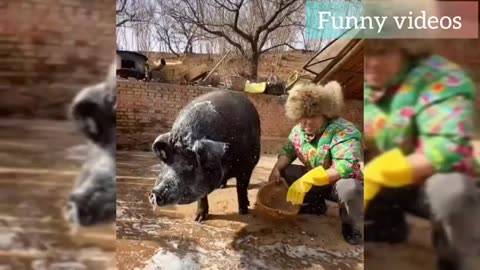 Funniest Animal Videos Ever! (2024)