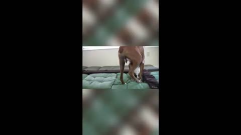 Dog Has Amazing Birth While Standing HD