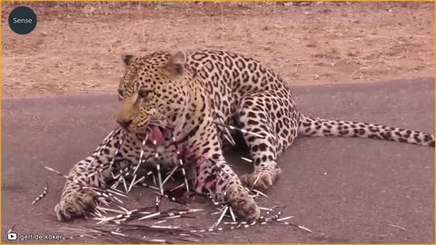 10 Times Carelessly Leopard Was Seriously Injured