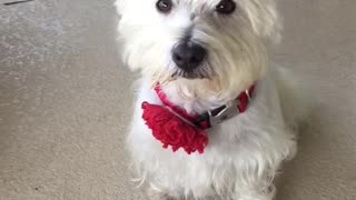 Adorable Westie Weather Audition