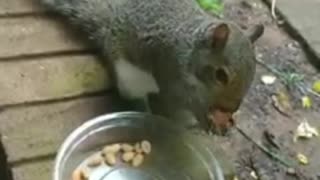 Mika The Squirrel's reactions to her nuts.