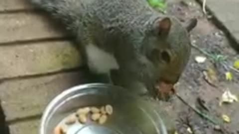 Mika The Squirrel's reactions to her nuts.