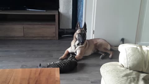 my cute dog and cat