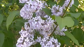 Lilacs