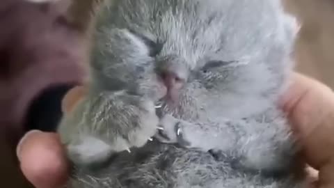 Welcome Cute Newborn Kitten