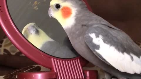 Cockatiel really hates reflection in mirror
