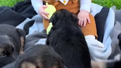 German Shepherd Puppies Surrounds a Cute Baby.