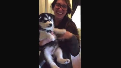 Husky puppy thinks he can talk