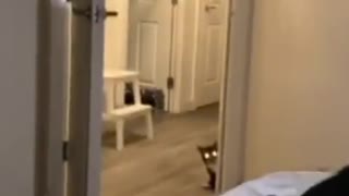 Overly-excited Cat Slides All Over The Hallway