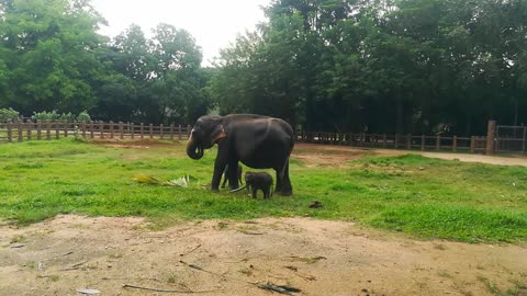 Twins Elephants