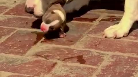 Pitbull dog Dog on leash arre mannerYorkie introduces her puppies to ferret best friends