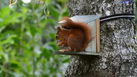 SQUIRREL REDNAGER CUT EATING FRUIT ENJOY