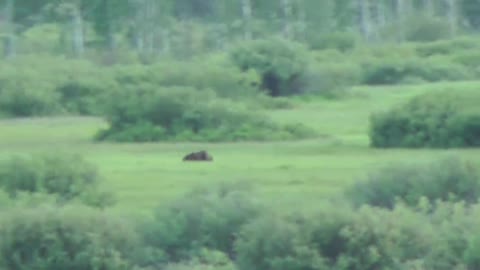 How Fast Can a Grizzly Bear Run?