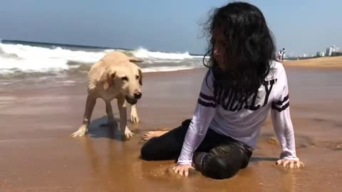 Labrador Puppy Protecting his little owner from the Ocean