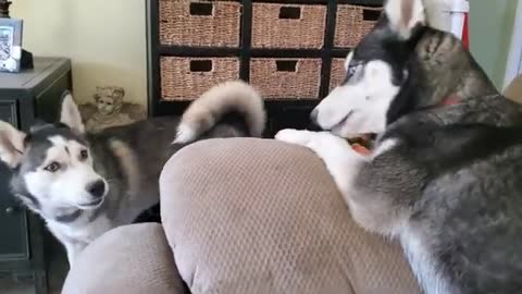 4 Minutes of Husky madness.