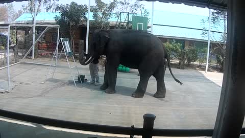 Elephant Show in Thailand