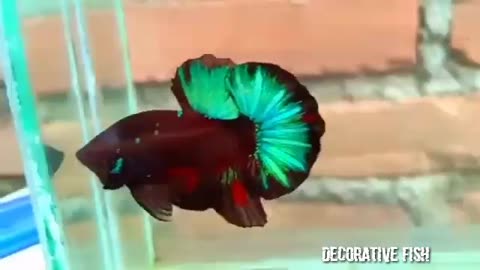 the most beautiful and most expensive fish