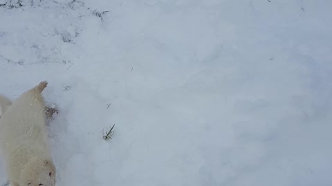 Ferret Loves Snow