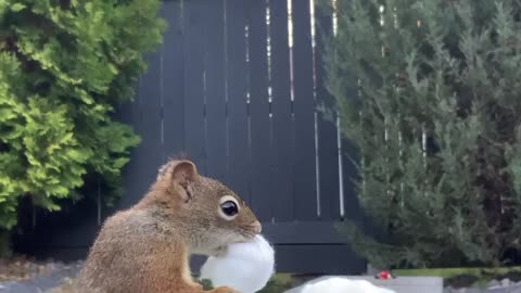 Squirrel Loves Cotton Balls