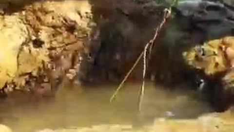 Unique Fishing Technique - Amazing Trick!