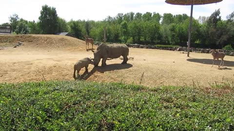 The Baby Rhino Plays With Mother Rhino