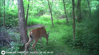 Backyard Trail Cam - Young Buck at Frog Pond