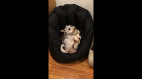Comfy dog struggles to get out of beanbag