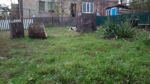 Fox terrier and cat