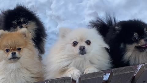 Funny and Cute Dog Pomeranian 😍🐶| Funny Puppy Videos