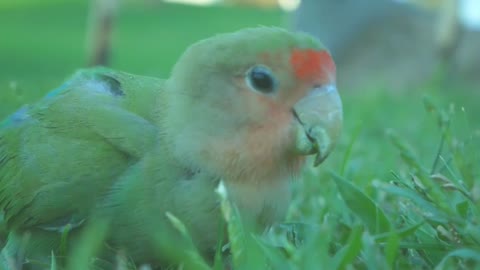 Baby Lorikeet parrot video 2021