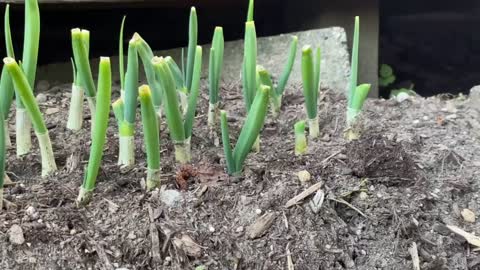 Green onion harvest.