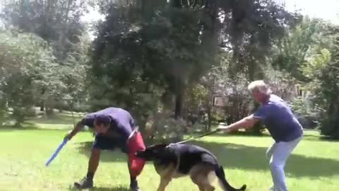 Watch How This Dog Was Trained To Be Aggressive