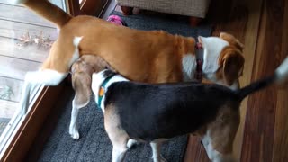 Beagles Rough-Housing