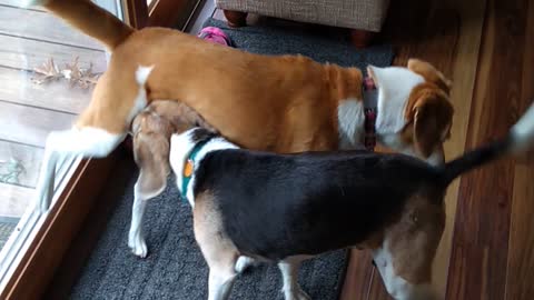 Beagles Rough-Housing