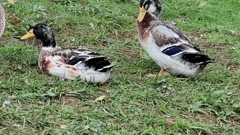 Silver Appleyard drakes and French Toulouse gander week 14