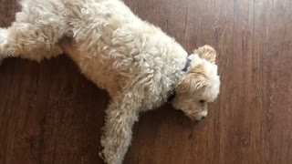 Dog Mental Exercise (For A More Relaxed Dog)