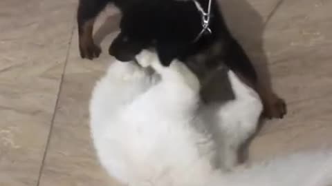 🤣 Funniest Pets - Rottweiller vs Cat 🐕