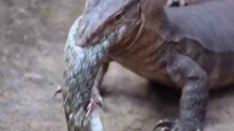 Aligator kill the snake.