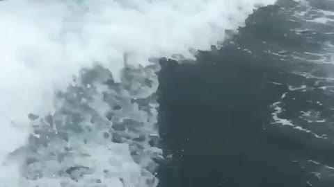 whale appears by surprise