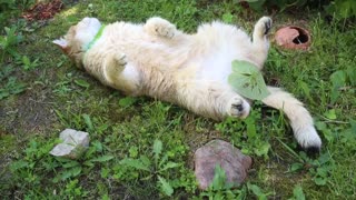 Cat Totally Sprawls Out On Grass For Summertime Relaxation
