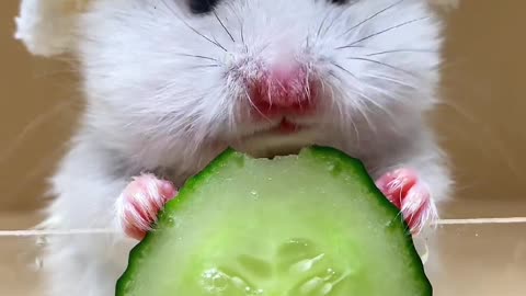 Eating cucumber slices 🥒 #goldenbear #hamster #ratkeepingdailyshare