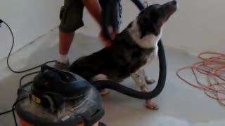 Dog LOVES the vacuum