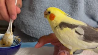 Hand-Feeding a Hungry Baby Cockatiel